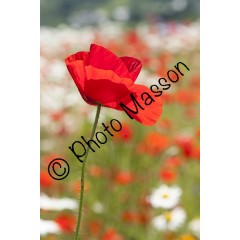 Coquelicot